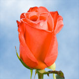 Impulse Roses 100 Orange Roses