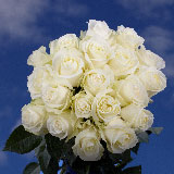 50 White Roses Pure  Elegance!
