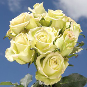 Jade Roses Long 150 Green Roses