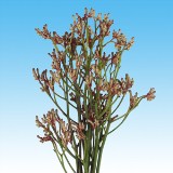 Kangaroo Green 60  GreenFlowers