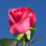 Kiko Roses