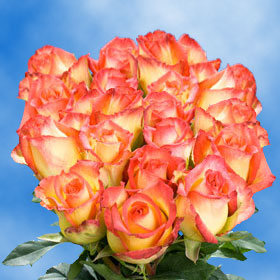 Konfetti Roses Long 75