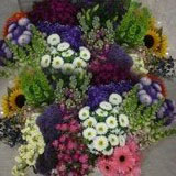 Novelty Combo Pack 12 Bunches
