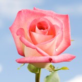 Laguna Roses Long 75