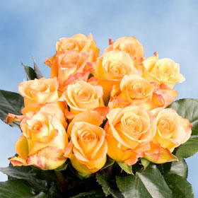 Latin Beauty Roses 250