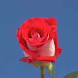 Latin Lady Roses