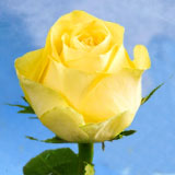 Latina Super Premium Roses 12 Centerpieces5