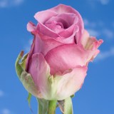 Cool Water Roses