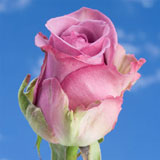 Lavender Roses