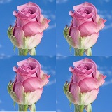Lavender Wedding Roses Lavender Wedding Roses