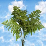 Leatherleaf