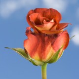 Leonidas Roses