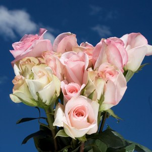 Light Orlando Roses 200 Pink Roses