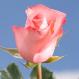 Livia Roses