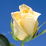 Skyline Roses