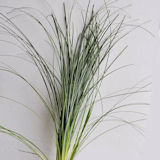 Lily Grass Bear Grass