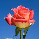 Lipstick Roses