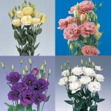 Lisianthus Assorted 40 Flowers 24