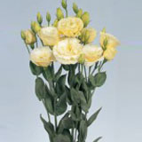 Lisianthus Yellow Creme 40 Flowers 24