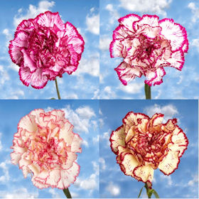 300 Long Stem Bi-Color Carnations