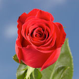 75 Long Stem Red Freedom Roses