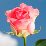Malibu Roses Long 150