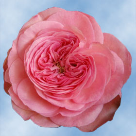 Garden Roses Marietheresia 72 Roses