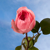 Garden Roses Marietheresia 72 Roses