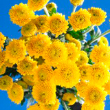 Chrysanthemums 36  Assorted Yellow Button  Stems  180 Blooms