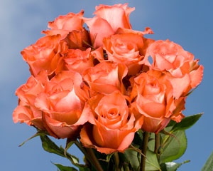 Iguana Super Premium Roses 125