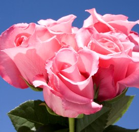 Eliza Roses 200 | Miva