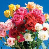 Rose Dozen Spray Roses