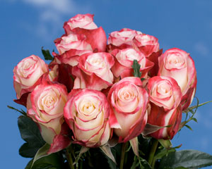 Sweetness Super Premium Roses 125