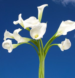 Mini Calla Lilies White 60 Flowers
