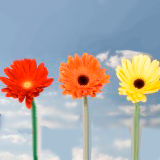 Gerberas Your Choice Color Mini 140
