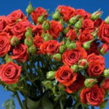 Red Spray Roses