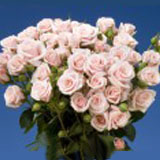 Pink Spray Roses