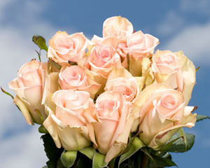 Sophie Super Premium Roses 125