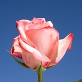 Michelle Roses Long 75