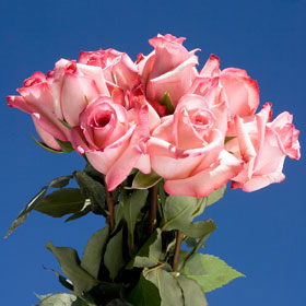 Michelle Roses Long 150