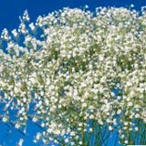 Million Star Gypsophilia