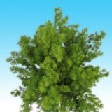 Ming Green