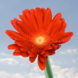 Mini Gerbera Flowers