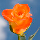 Miracle Roses 250 Orange Roses