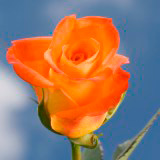 Miracle Roses
