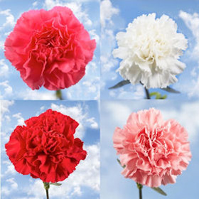 Mother's Day Carnations