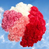 Mother's Day Carnations