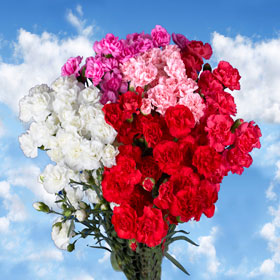 160 Spray Carnations especially for Mother’s Day