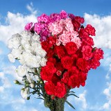 Mother's Day  Mini Carnations