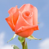 Movie Star Roses 100 Orange Salmon Roses